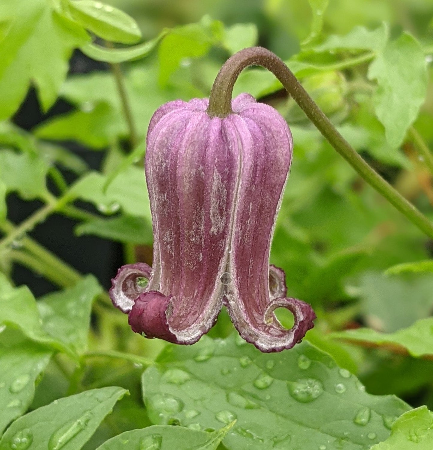 Clematis Genie Brannon