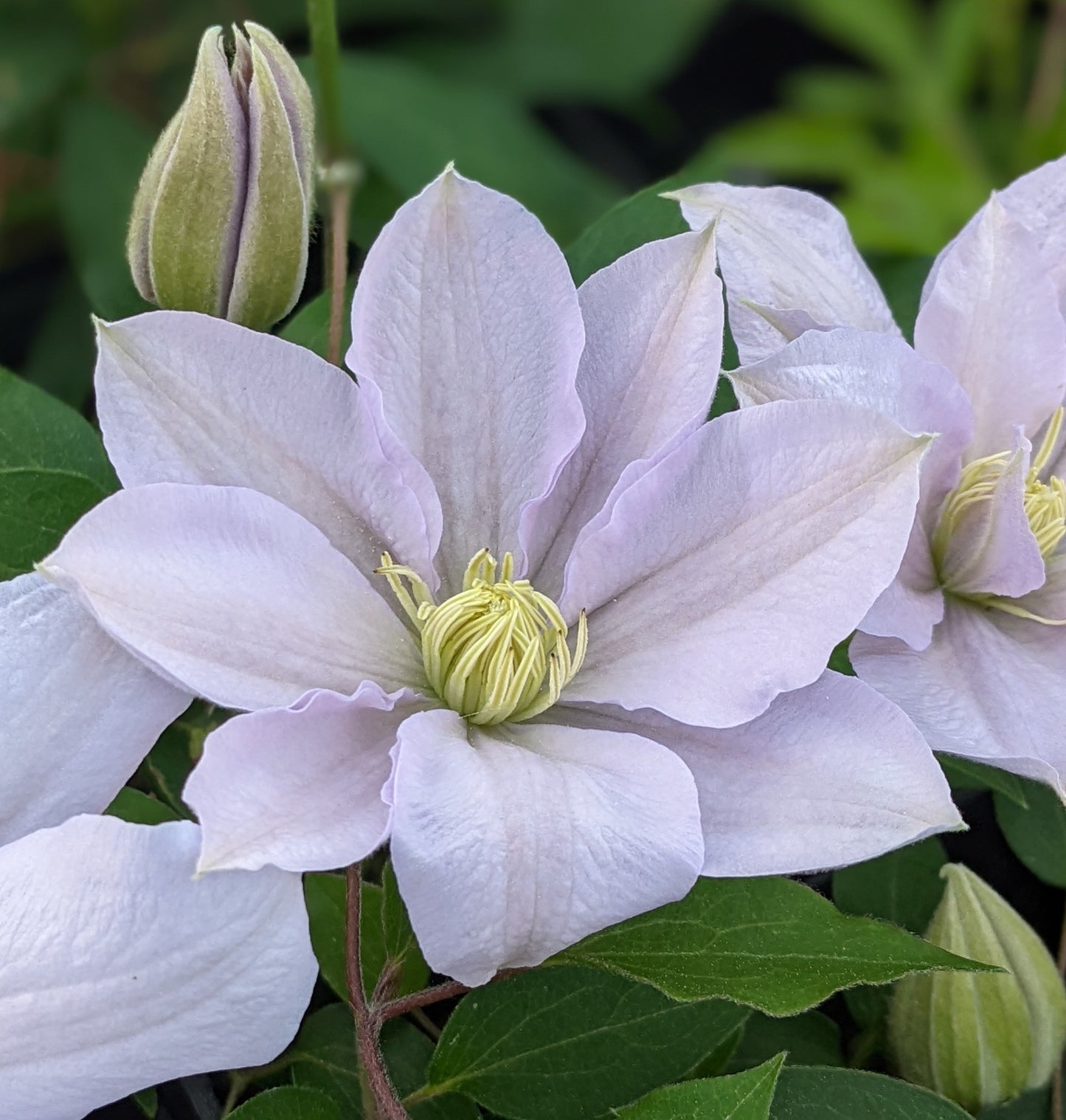 Clematis Chelsea