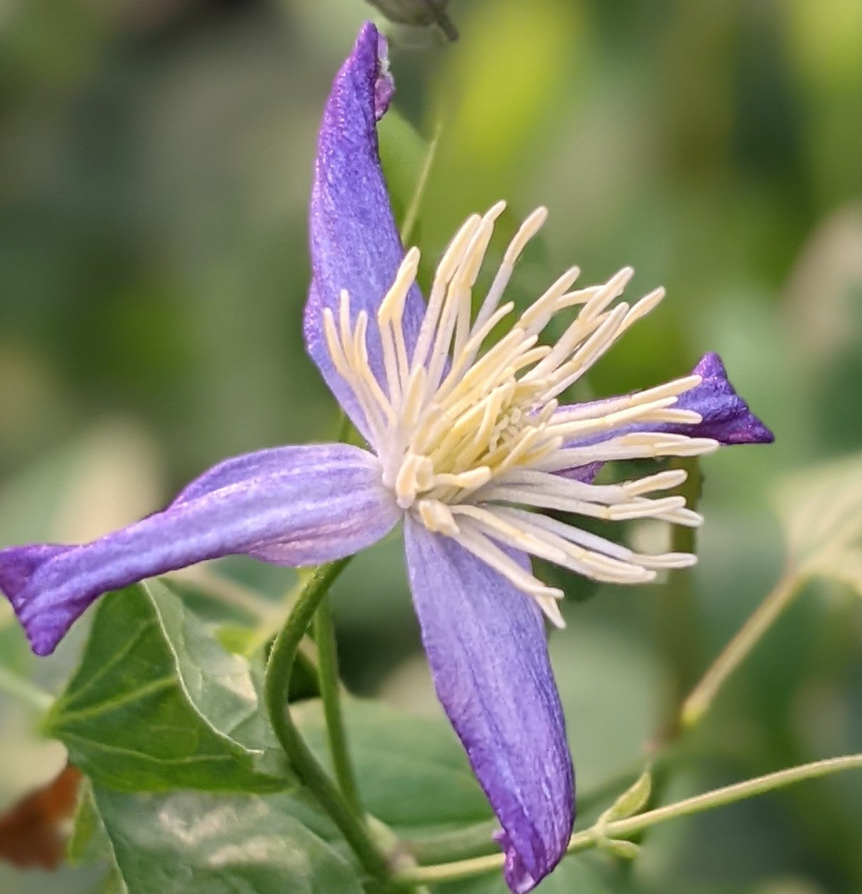 Clematis Aromatica