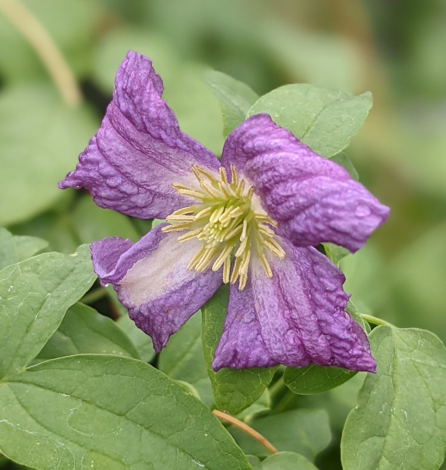 Clematis White Heart
