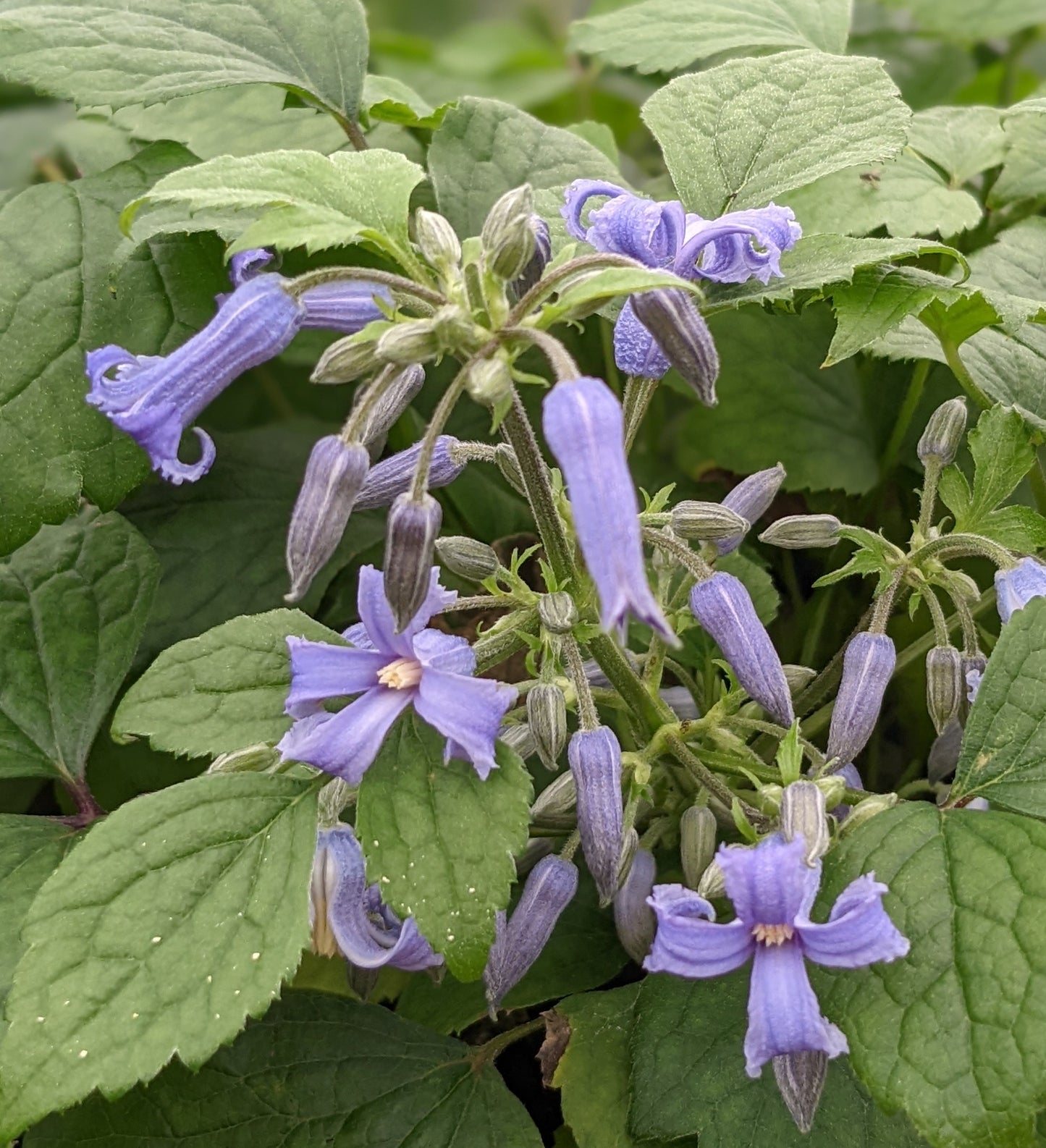 Clematis China Surprise