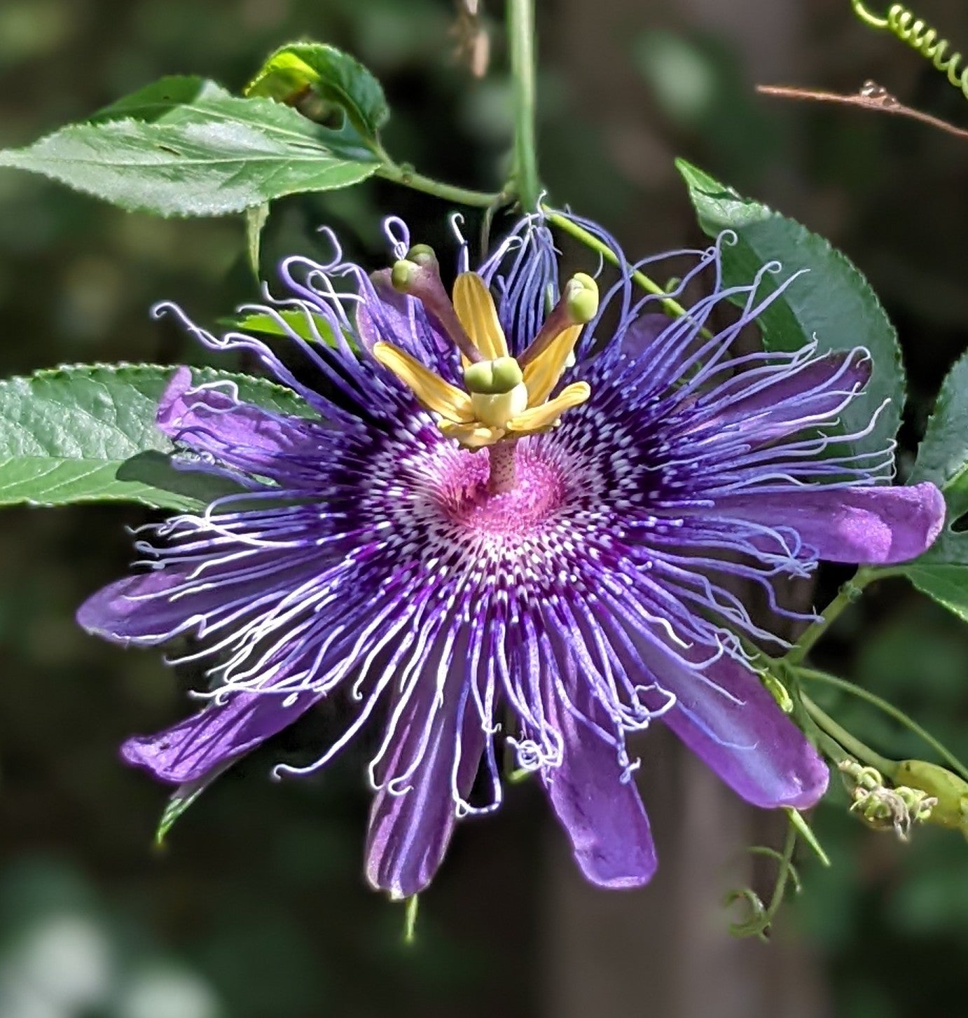 Passiflora Iridescence