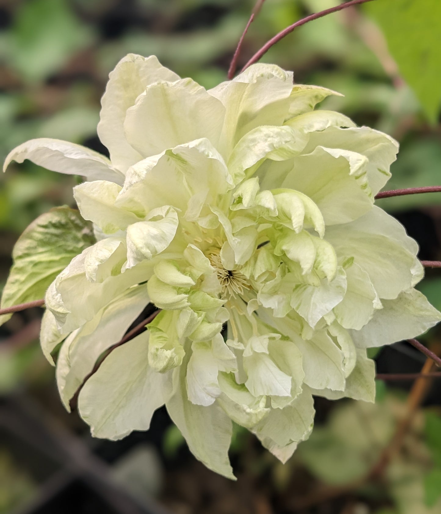 Clematis Yukiokoshi