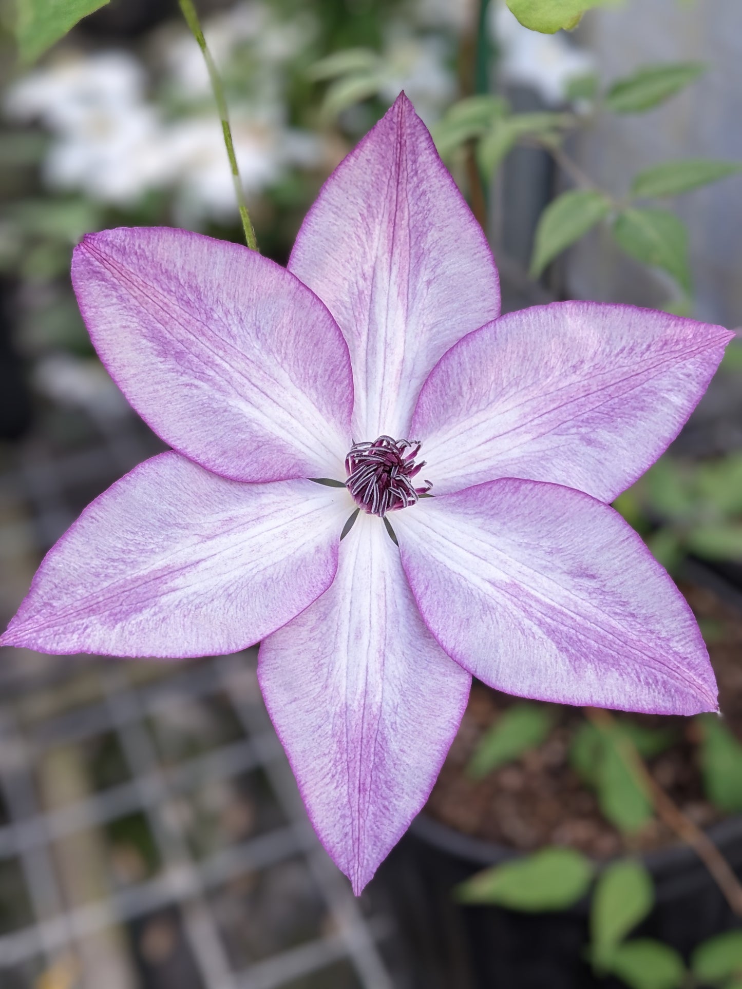 Clematis Fond Memories