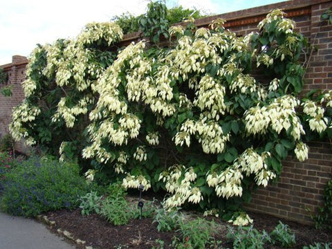 Schizophragma integrifolium var. fauriei