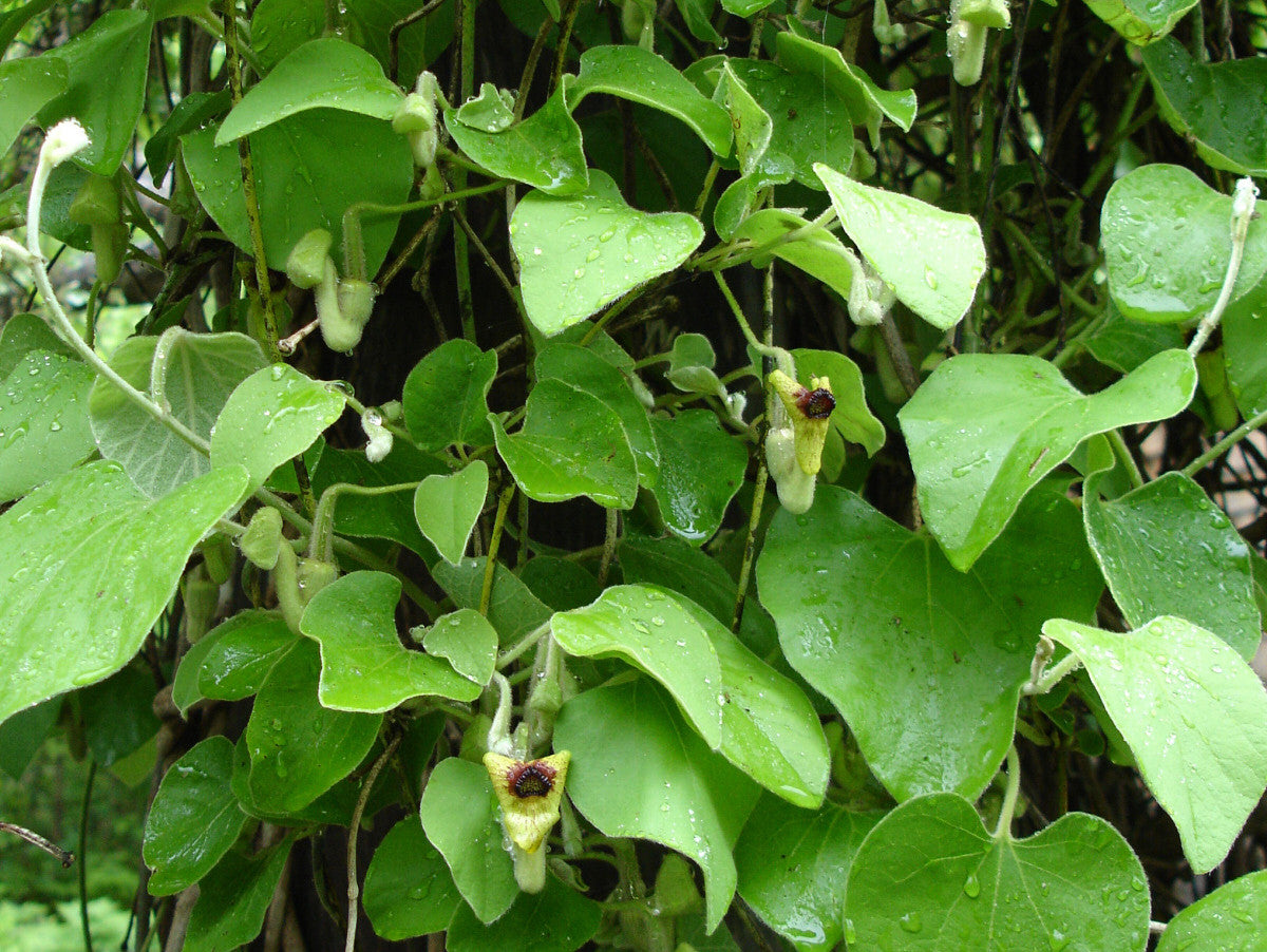Aristolochia tomentosa, Native Vines - Brushwood Nursery, Clematis Specialists