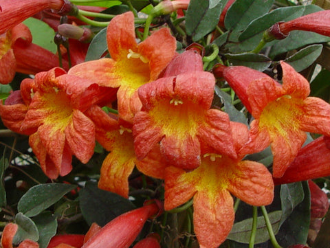 Bignonia capreolata Tangerine Beauty, Native Vines - Brushwood Nursery, Clematis Specialists