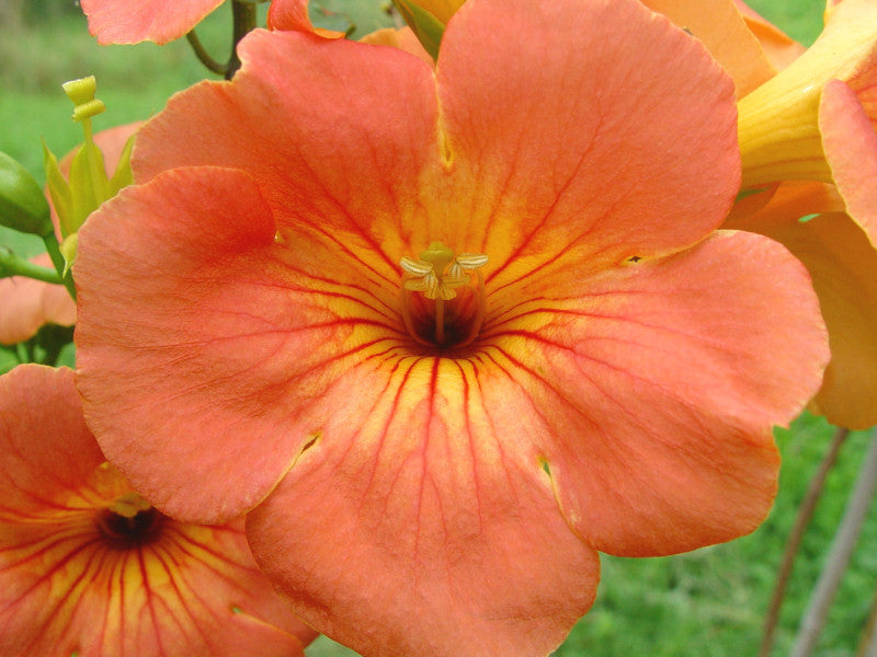 Campsis grandiflora Morning Calm, Other Species - Brushwood Nursery, Clematis Specialists