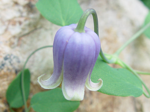 Clematis addisonii, Native Vines - Brushwood Nursery, Clematis Specialists