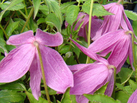 Clematis alpina Constance, Small Flowered Clematis - Brushwood Nursery, Clematis Specialists