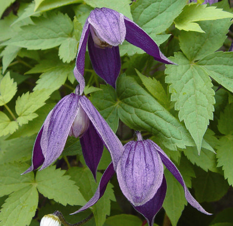 Clematis alpina Pamela Jackman, Small Flowered Clematis - Brushwood Nursery, Clematis Specialists