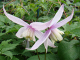 Clematis alpina Willy, Small Flowered Clematis - Brushwood Nursery, Clematis Specialists