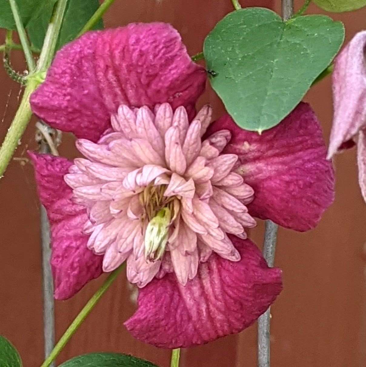 Clematis Avant-Garde - Brushwood Nursery, Clematis Specialists