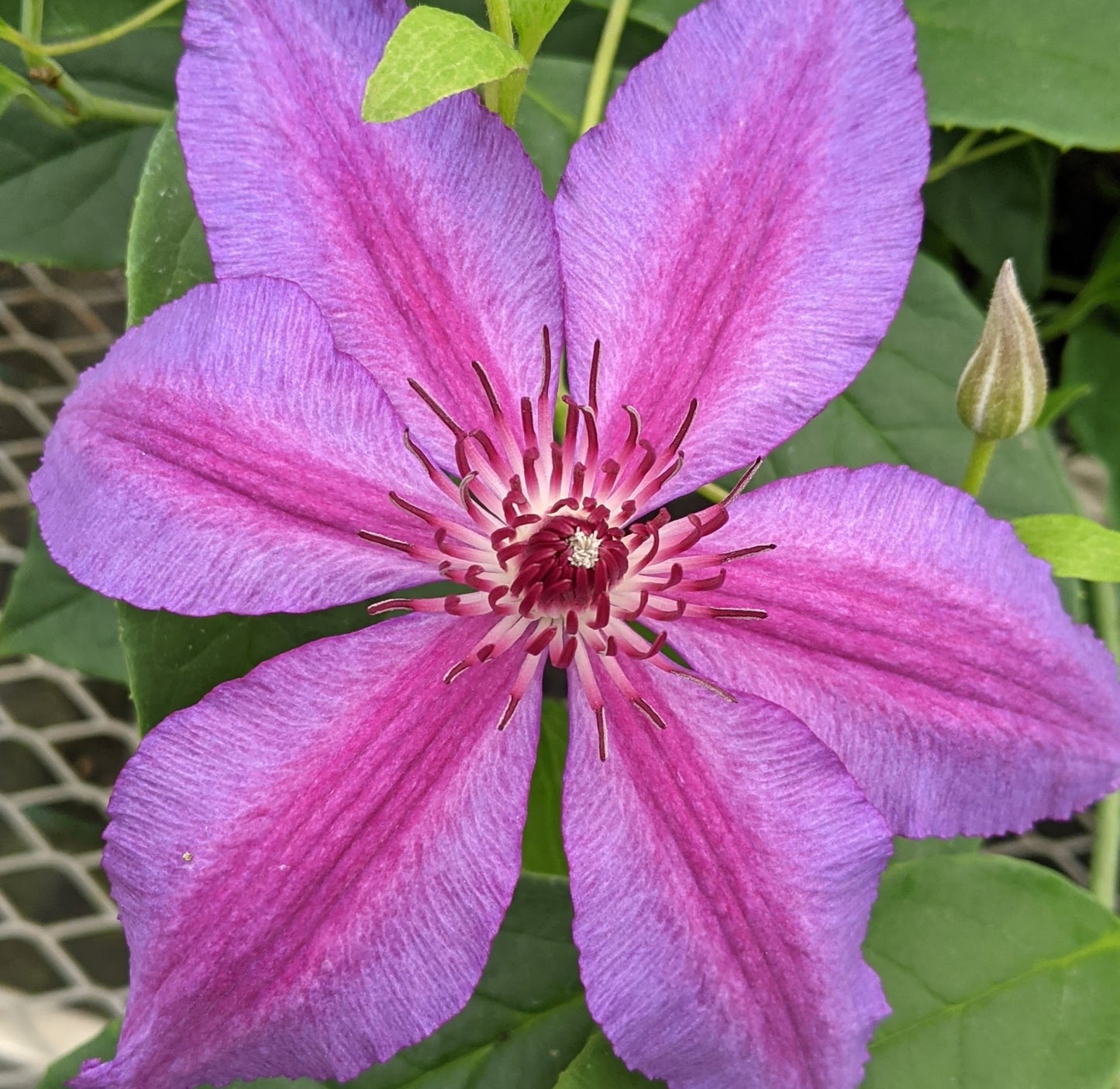 Clematis Barbara Dibley