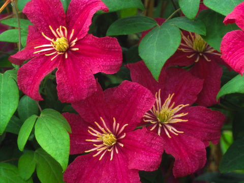 Clematis Barbara Harrington, Large Flowered Clematis - Brushwood Nursery, Clematis Specialists