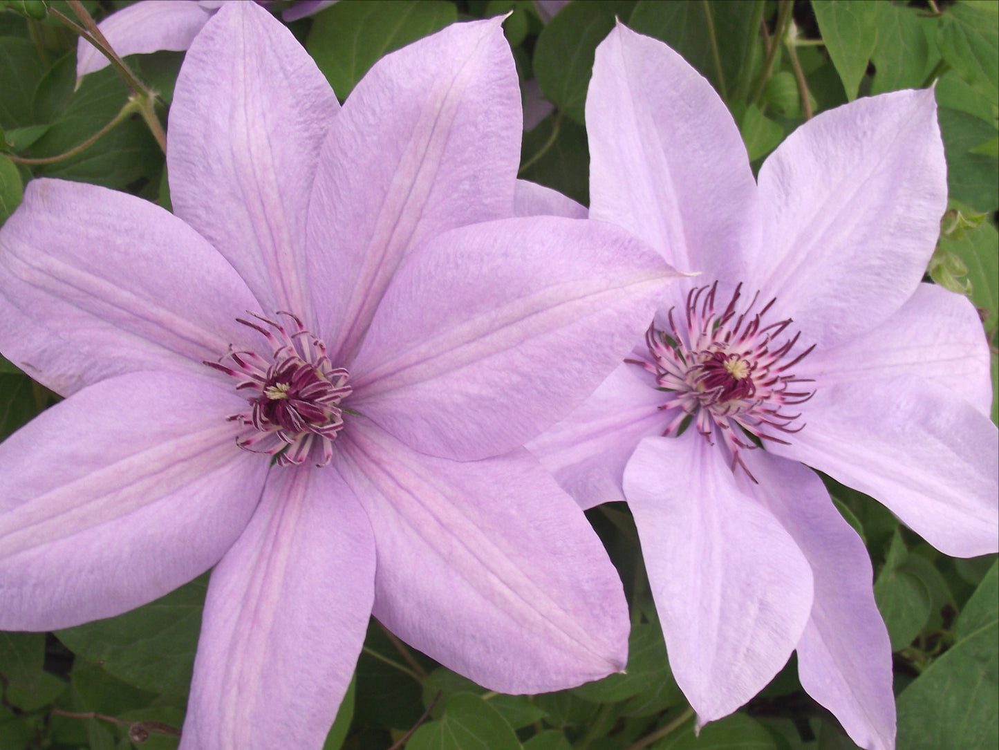 Clematis Bernadine, Large Flowered Clematis - Brushwood Nursery, Clematis Specialists