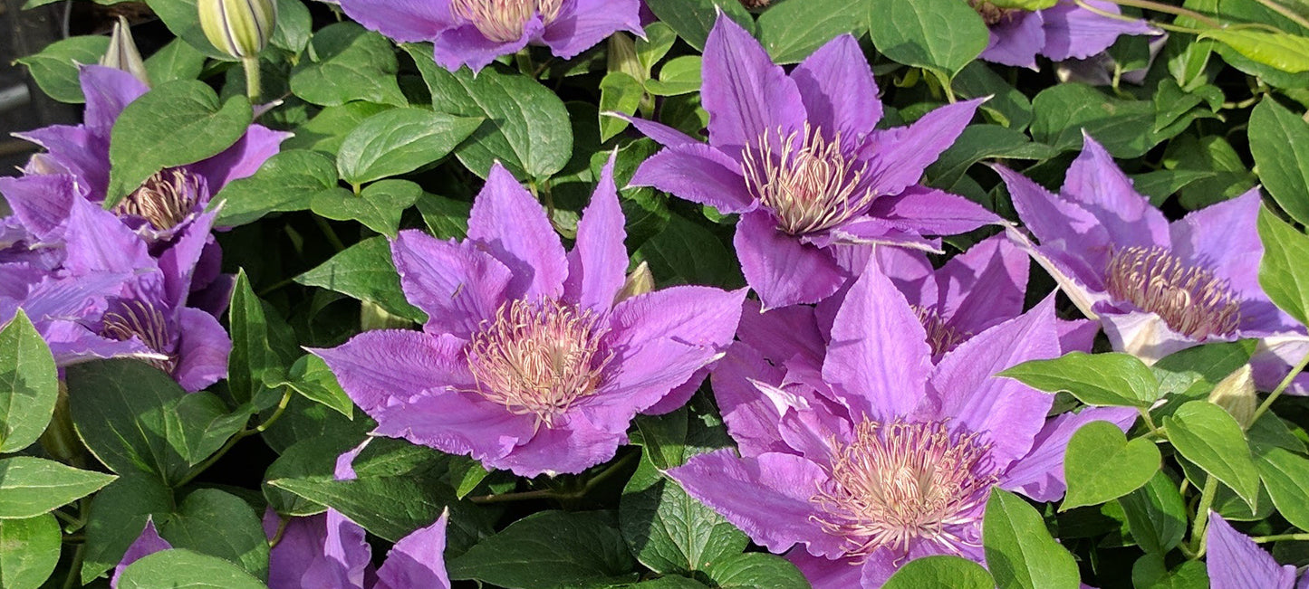 Clematis Bijou, Large Flowered Clematis - Brushwood Nursery, Clematis Specialists