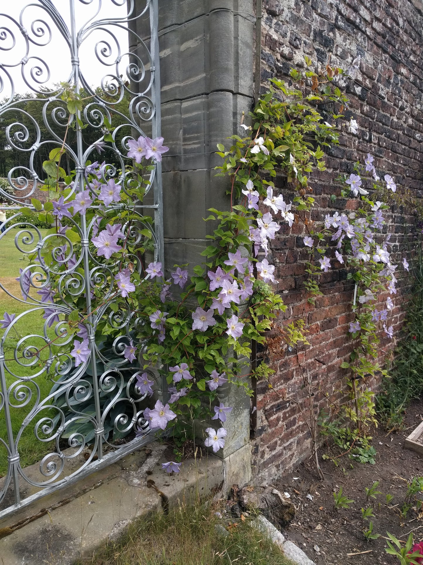 Clematis Blue Angel, Small Flowered Clematis - Brushwood Nursery, Clematis Specialists