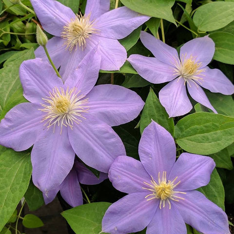 Clematis Blue Eyes, Large Flowered Clematis - Brushwood Nursery, Clematis Specialists