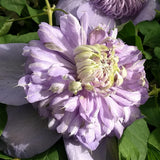 Clematis Blue Light, Large Flowered Clematis - Brushwood Nursery, Clematis Specialists