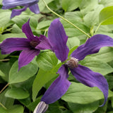 Clematis Blue Ocean, Non-Vining Clematis - Brushwood Nursery, Clematis Specialists