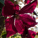 Clematis Burning Love, Small Flowered Clematis - Brushwood Nursery, Clematis Specialists