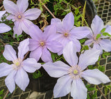 Clematis cadmina, Small Flowered Clematis - Brushwood Nursery, Clematis Specialists
