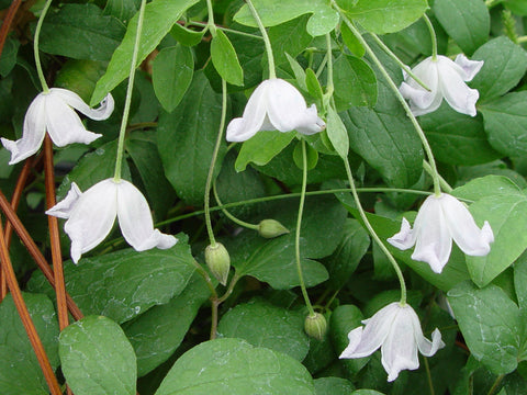 Clematis campaniflora, Small Flowered Clematis - Brushwood Nursery, Clematis Specialists