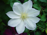 Clematis Candida, Large Flowered Clematis - Brushwood Nursery, Clematis Specialists