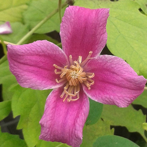 Clematis Catherine Clanwilliam, Small Flowered Clematis - Brushwood Nursery, Clematis Specialists