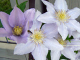 Clematis Chelsea, Large Flowered Clematis - Brushwood Nursery, Clematis Specialists