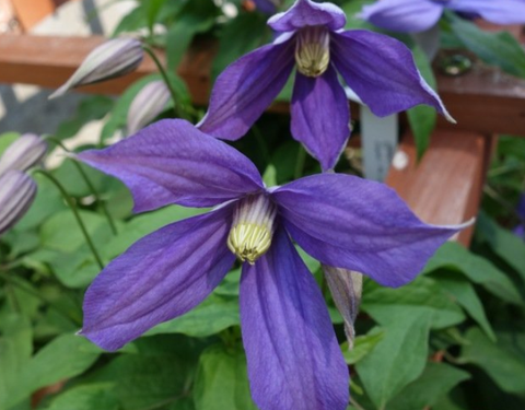 Clematis Chloe, Non-Vining Clematis - Brushwood Nursery, Clematis Specialists