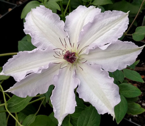 Clematis Claire de Lune, Large Flowered Clematis - Brushwood Nursery, Clematis Specialists