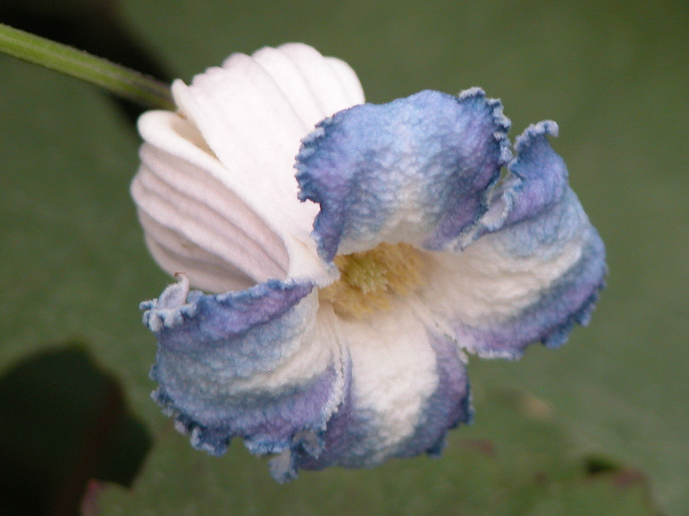 Clematis crispa, Small Flowered Clematis - Brushwood Nursery, Clematis Specialists