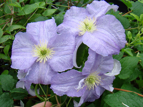 Clematis Dominika, Large Flowered Clematis - Brushwood Nursery, Clematis Specialists