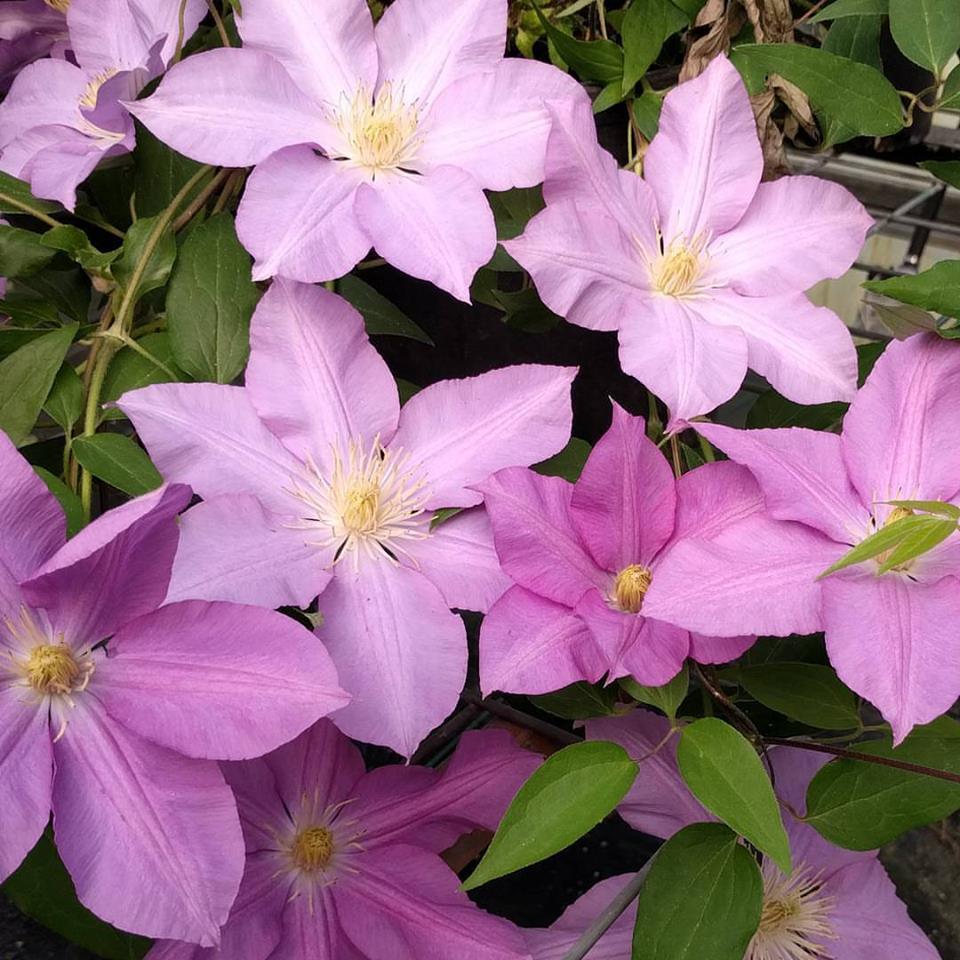 Clematis Dorothy Tolver, Large Flowered Clematis - Brushwood Nursery, Clematis Specialists