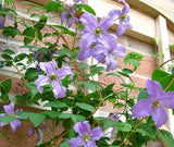 Clematis Emilia Plater, Small Flowered Clematis - Brushwood Nursery, Clematis Specialists