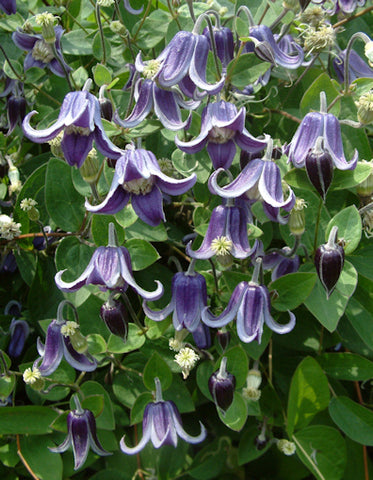 Clematis Fascination