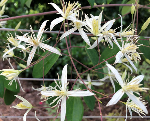 Clematis finetiana