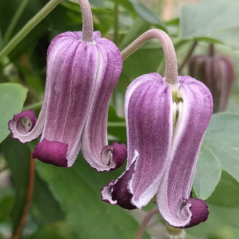 Clematis Genie Brannon