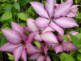 Clematis Giselle, Large Flowered Clematis - Brushwood Nursery, Clematis Specialists