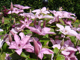 Clematis Hagley Hybrid, Large Flowered Clematis - Brushwood Nursery, Clematis Specialists
