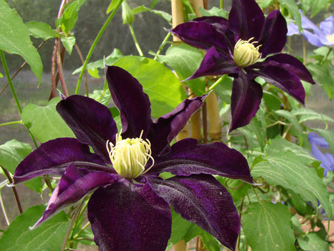 Clematis Hayate, Large Flowered Clematis - Brushwood Nursery, Clematis Specialists