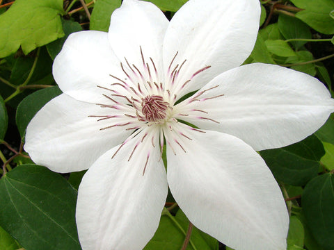Clematis Henryi, Large Flowered Clematis - Brushwood Nursery, Clematis Specialists