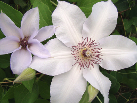 Clematis Ideal, Large Flowered Clematis - Brushwood Nursery, Clematis Specialists
