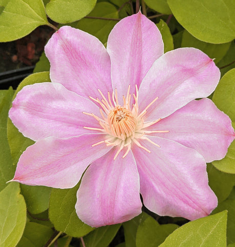 Clematis Irene, Large Flowered Clematis - Brushwood Nursery, Clematis Specialists