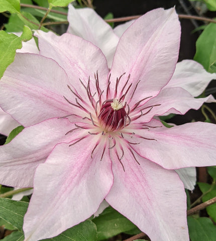 Clematis Isabella