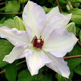Clematis Ivan Olsson, Large Flowered Clematis - Brushwood Nursery, Clematis Specialists