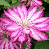 Clematis Kaen, Large Flowered Clematis - Brushwood Nursery, Clematis Specialists