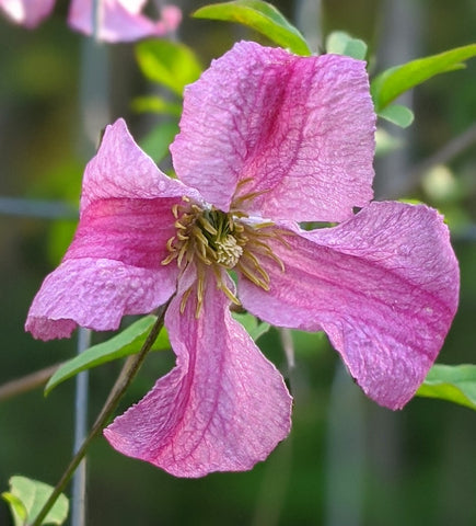 Clematis Krakowiak